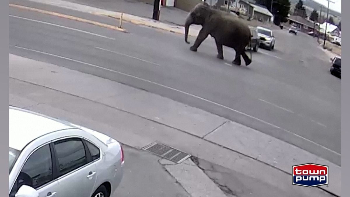 V americkém městečku utekla slonice z cirkusu a procházela se po ulicích